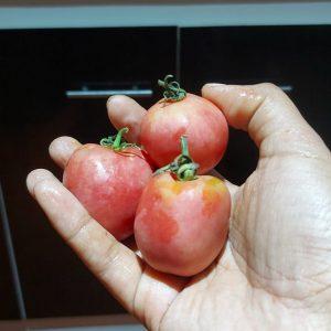 Semilla de Tomate Mala Cara