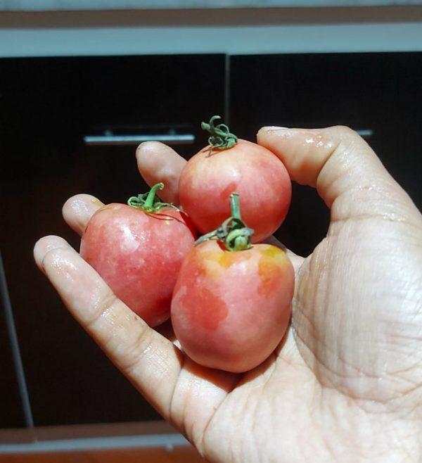 Semilla de Tomate Mala Cara