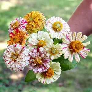 Semilla de Zinnia Peppermint