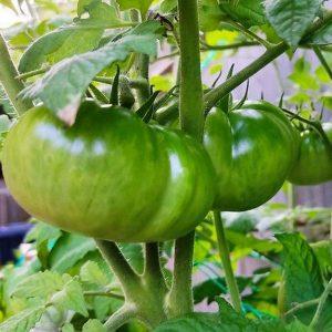 Semilla de Tomate Aunt Ruby’s green