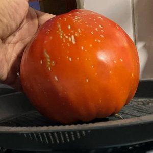 Semilla de Tomate de la Isla