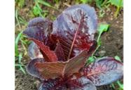 Semilla de Lechuga Costina Morada