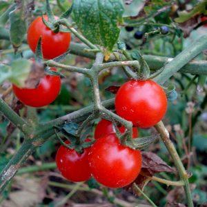 Semilla de Tomate Santorini