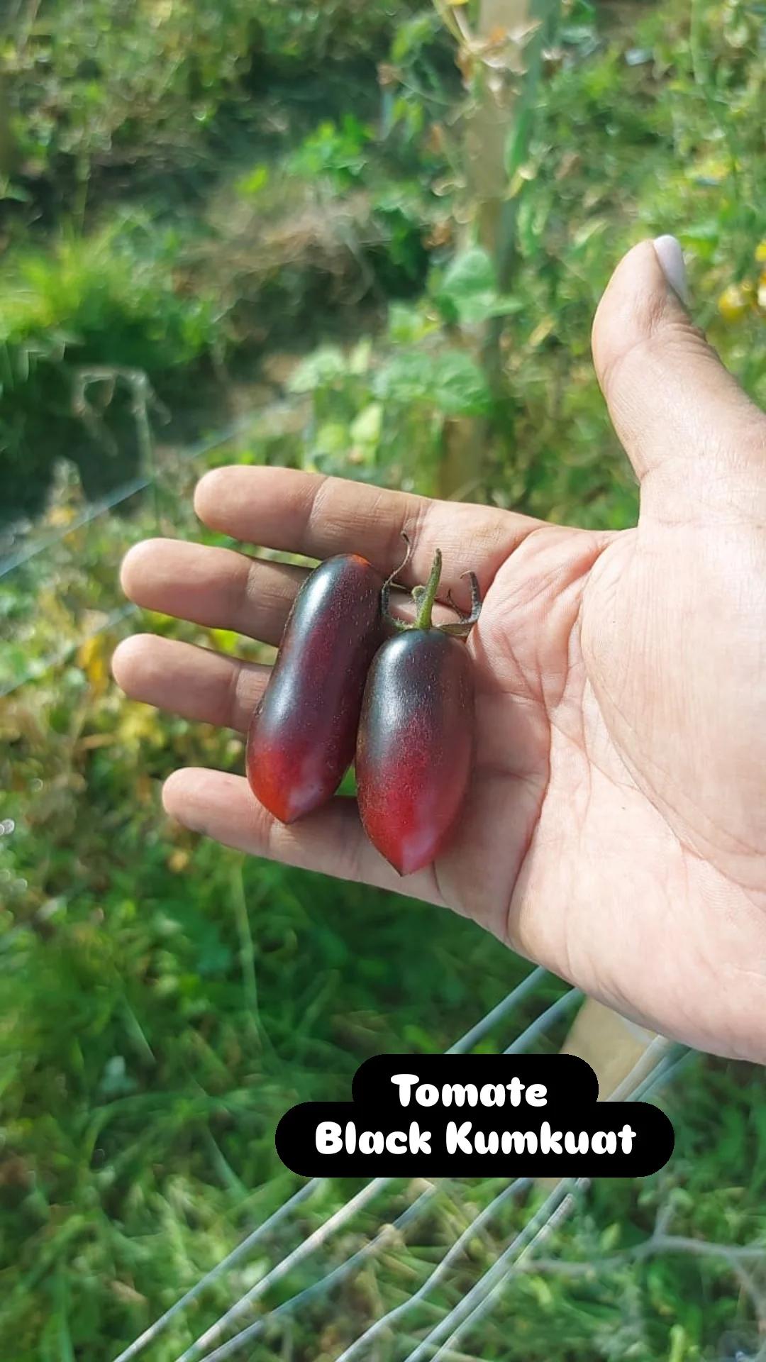 Semilla de Tomate Black Kumkuat