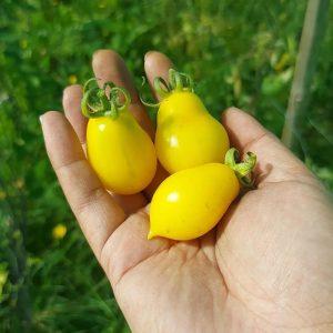Semilla de Tomate Piennolo del Vesuvio Amarillo