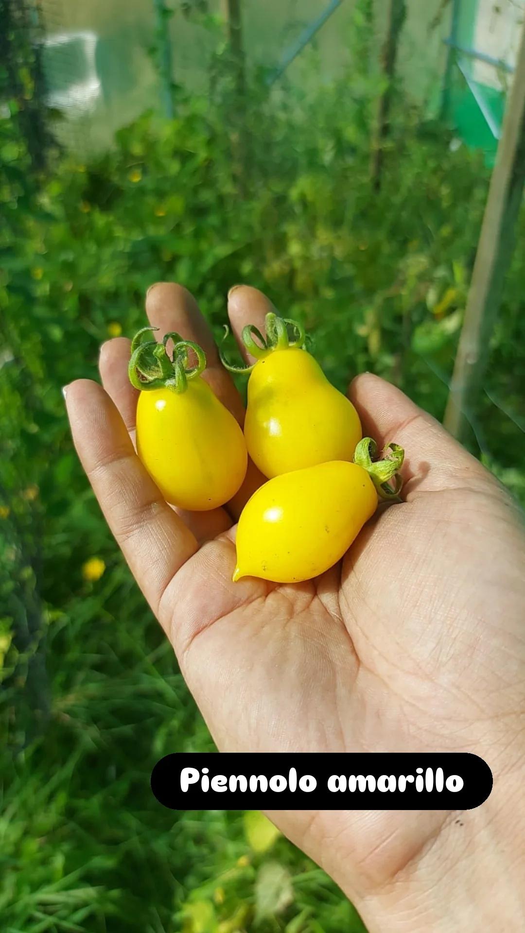 Semilla de Tomate Piennolo del Vesuvio Amarillo