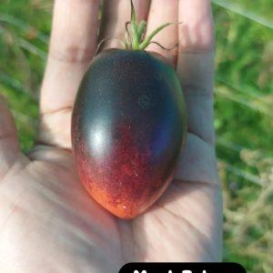 Semilla de Tomate Musk Cebra