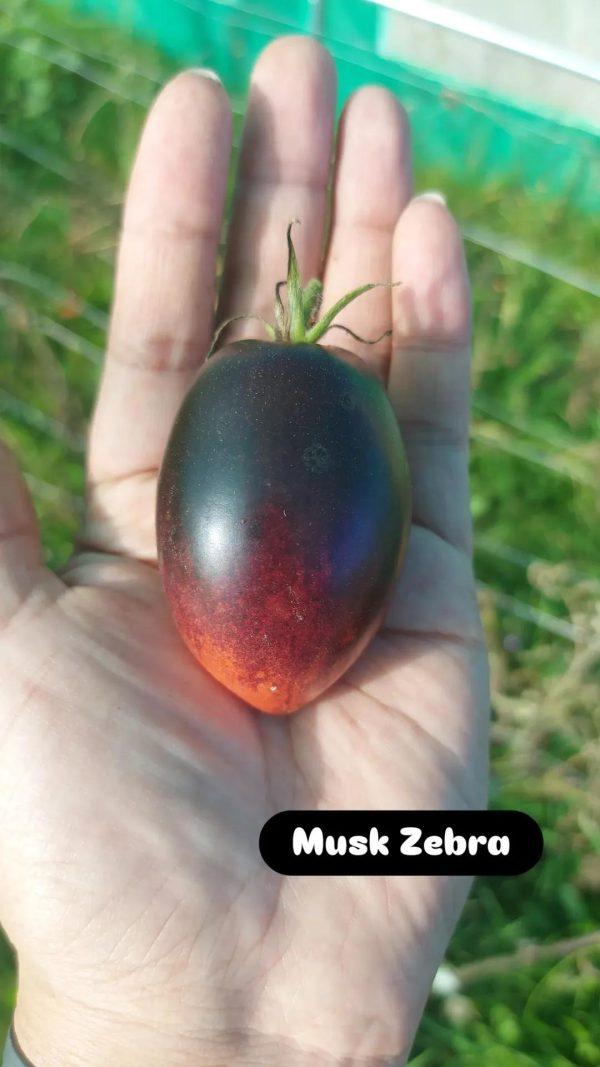 Semilla de Tomate Musk Cebra