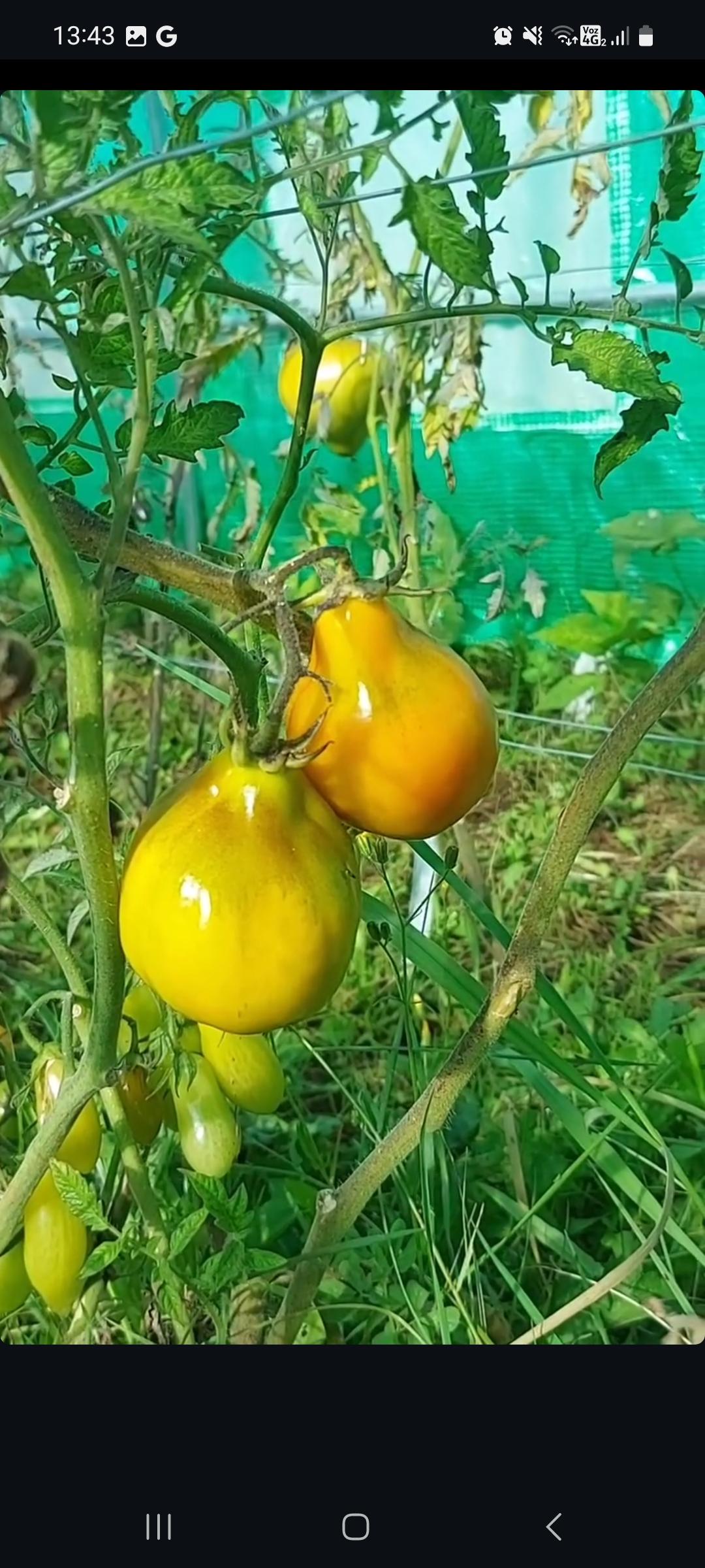 Semilla de Tomate Grusha orange