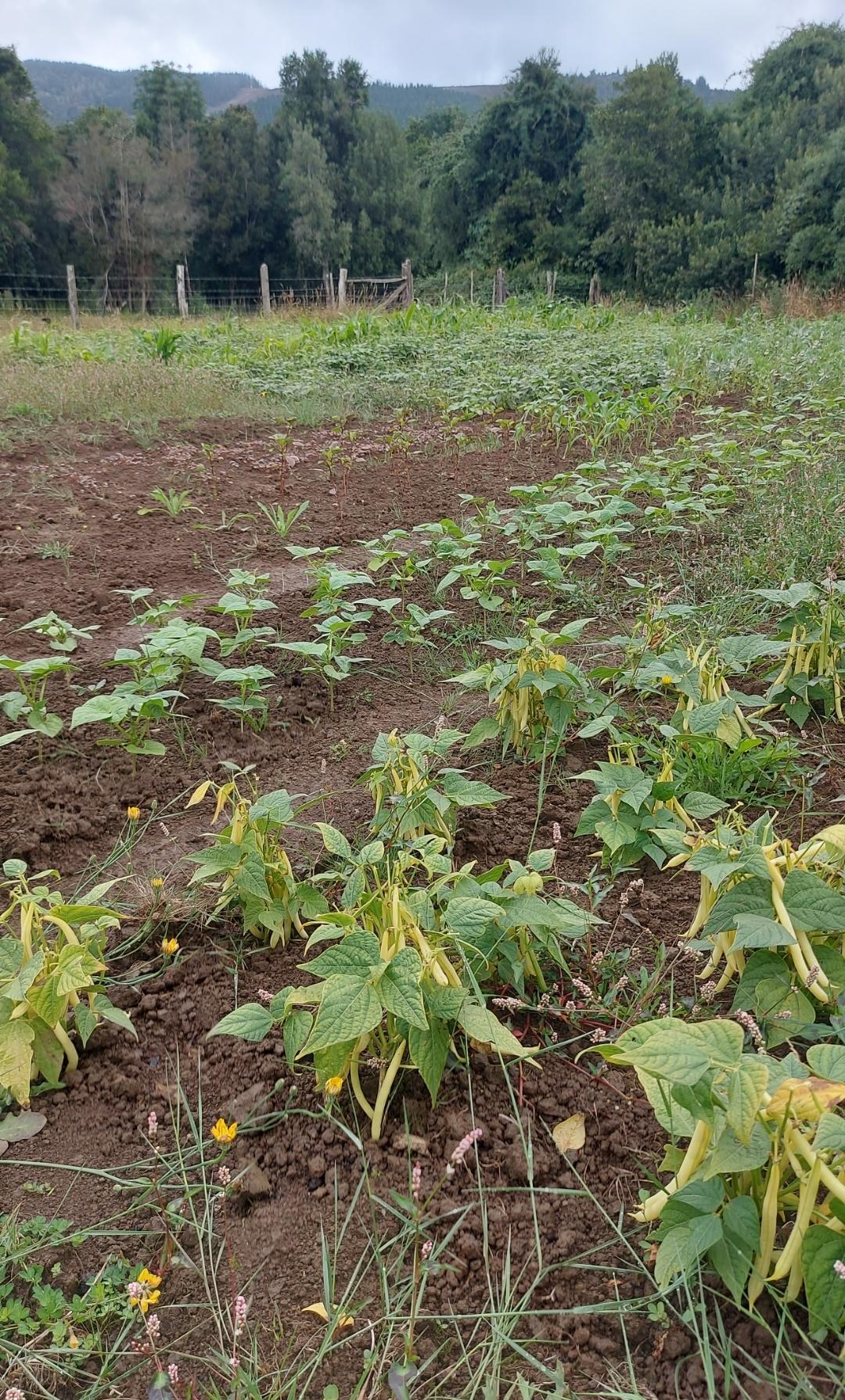 Semilla de Poroto Alé