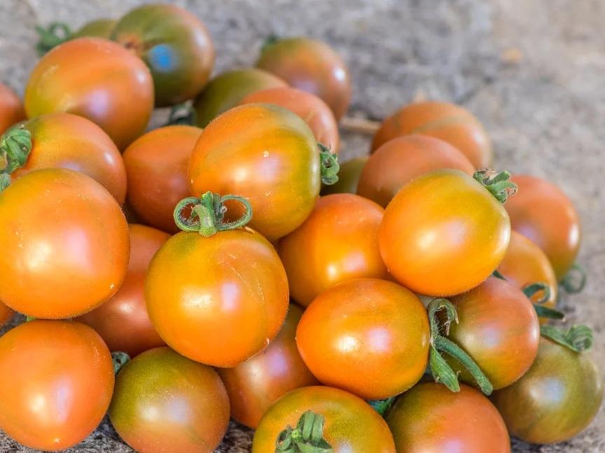 Semilla de Tomate Evil Olive