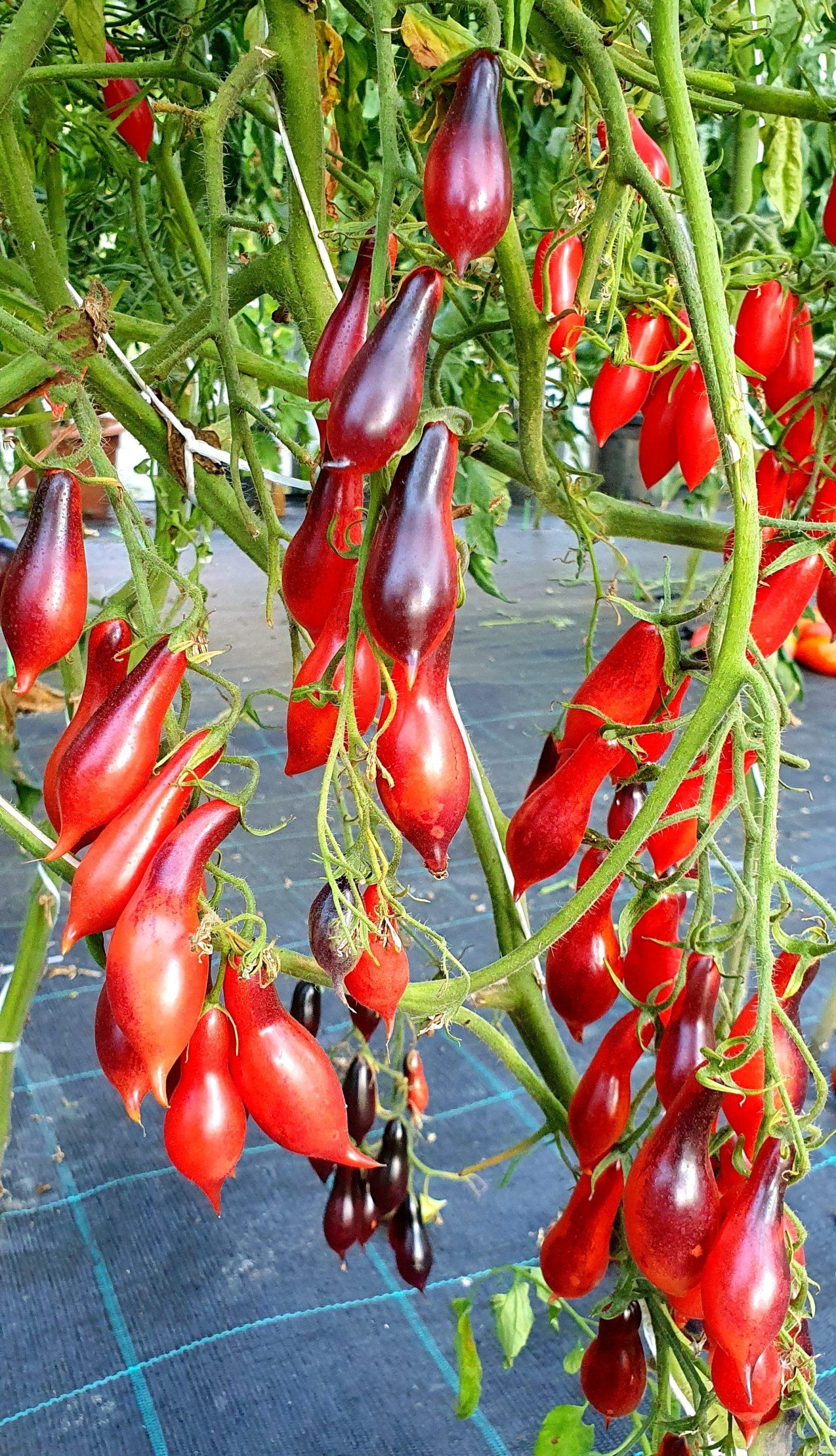 Semilla de Tomate Kumquat pink opal