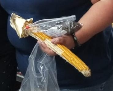 Semilla de Maíz 8 corridas