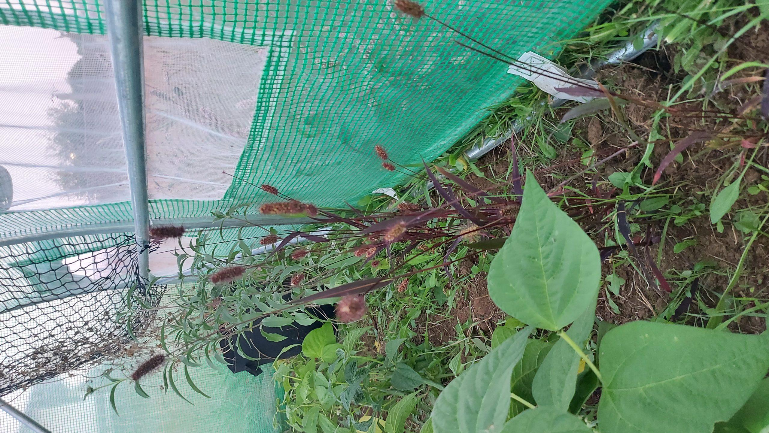 Semilla de Setaria itálica
