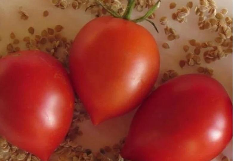 Semilla de Tomate Orange Roussollini