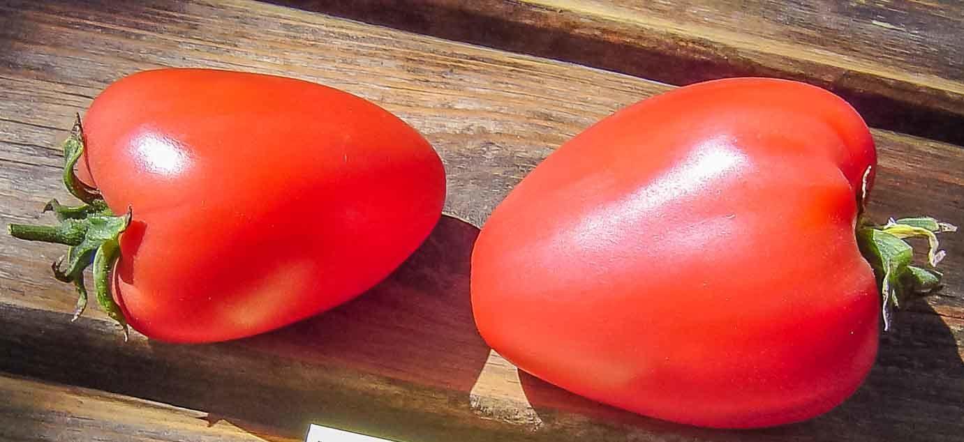 Semilla de Tomate Wolford Wonder