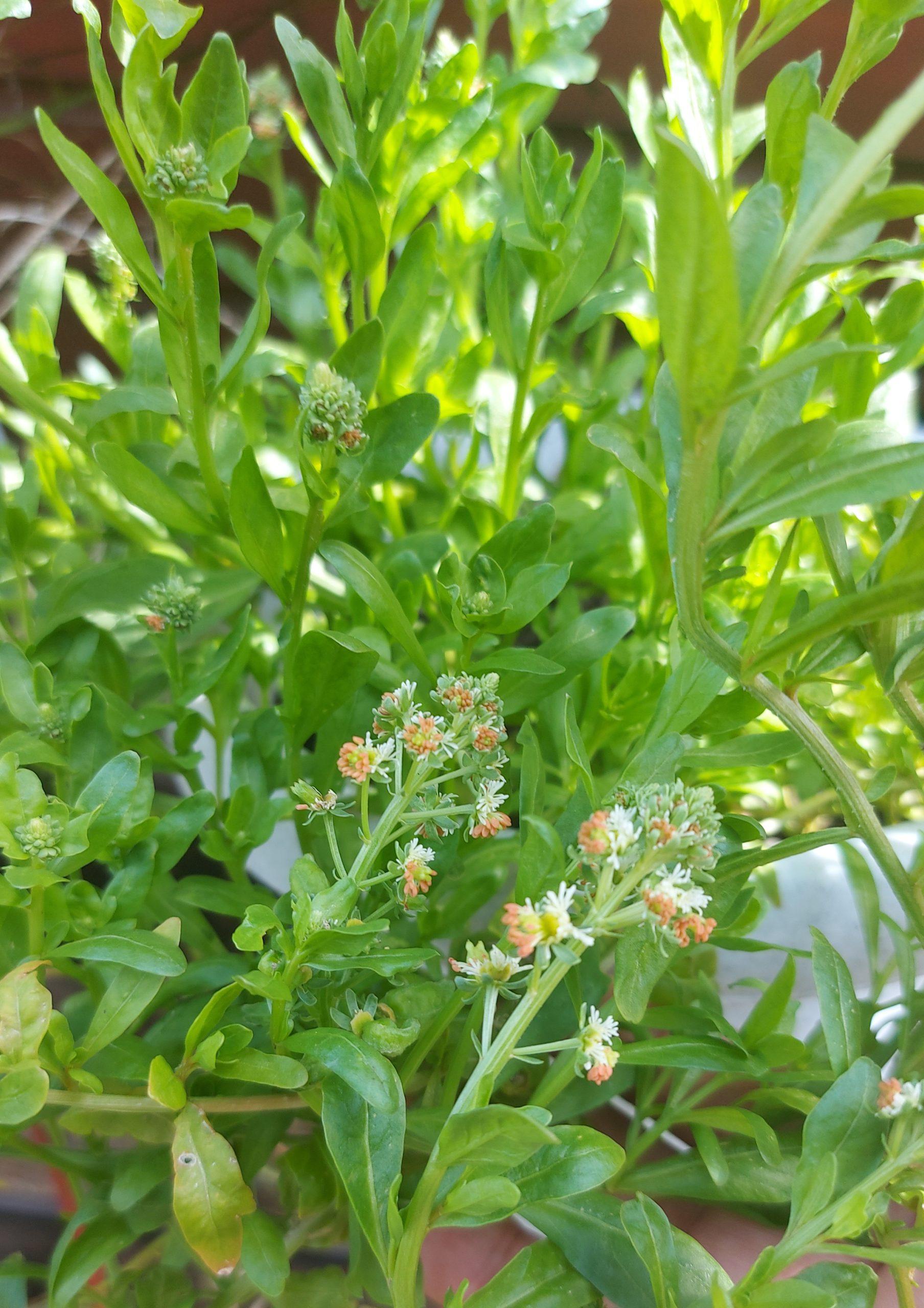 Semilla de Mignonette Reseda Odorata