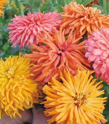 Semilla De Zinnia Cactus