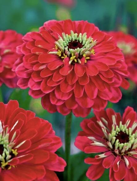 Semilla de Zinnia Roja Gigante