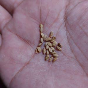 Semilla de Ilex paraguariensis (Yerba mate)