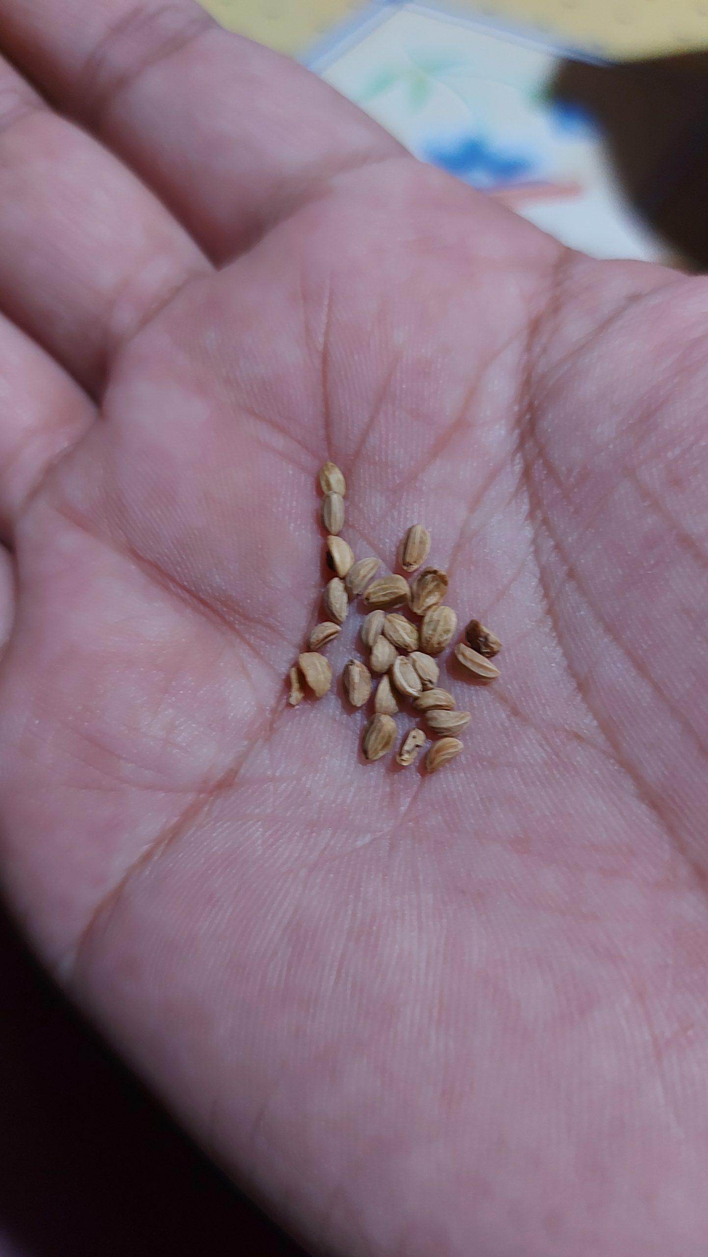 Semilla de Ilex paraguariensis (Yerba mate)