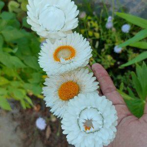 Semilla de Siempreviva blanca