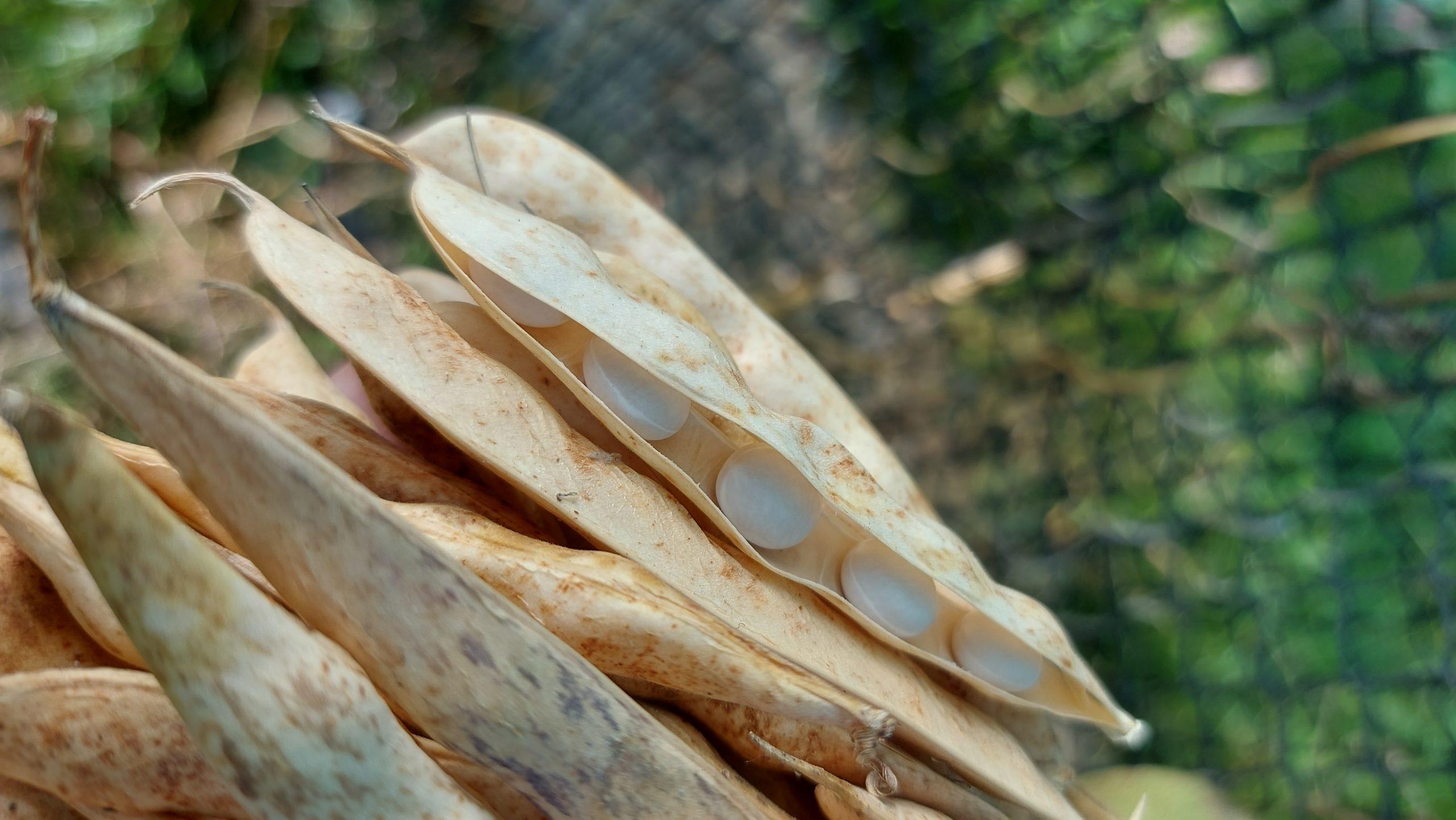 Semilla de Poroto Coyonco Blanco