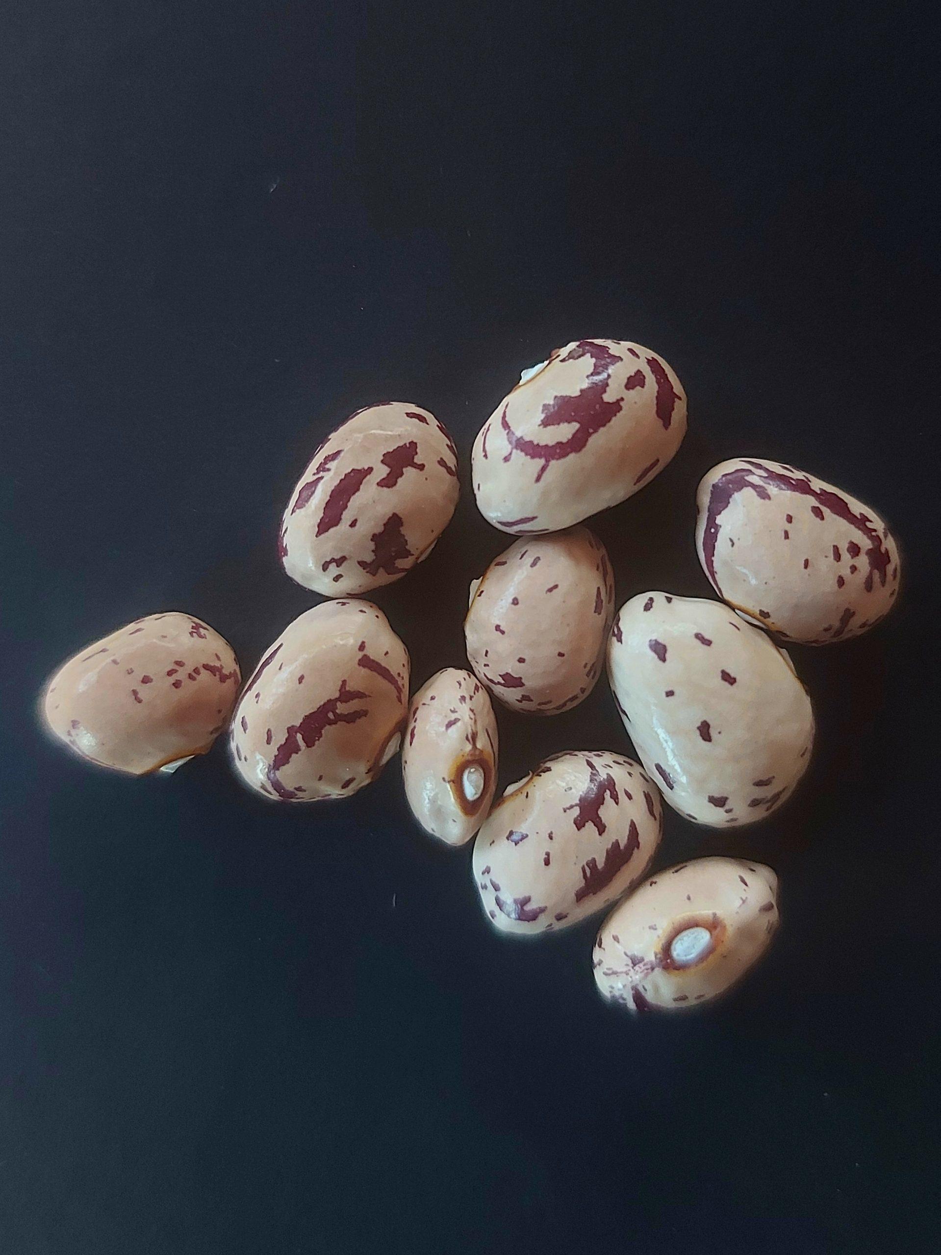Semilla de Poroto Frutilla