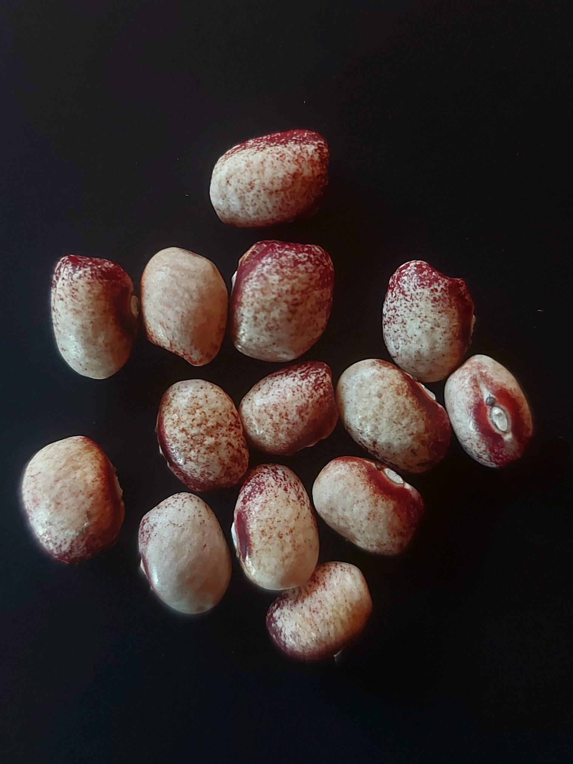 Semilla de Poroto Mayflower