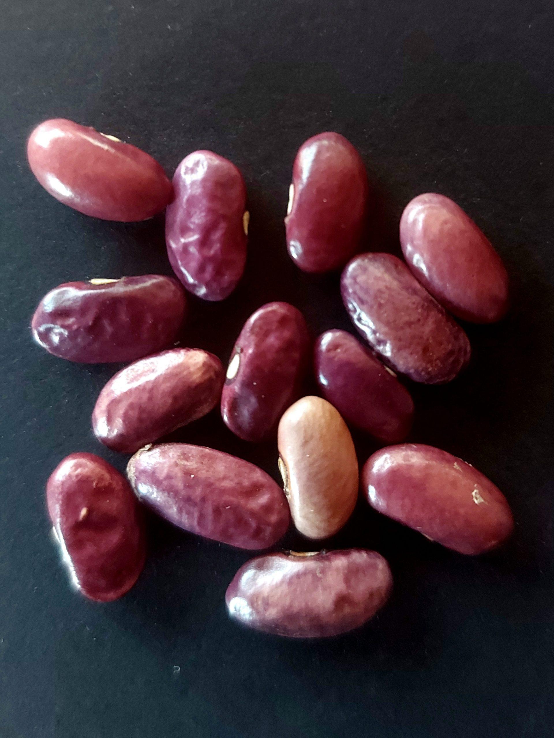 Semilla de Poroto Fideo