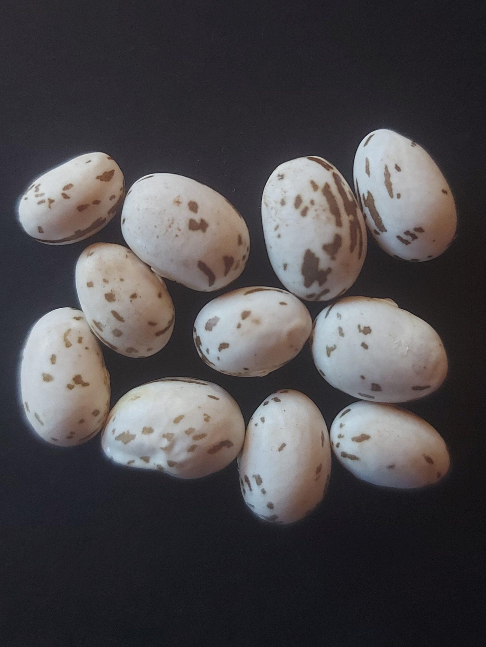 Semilla de Poroto Sapito