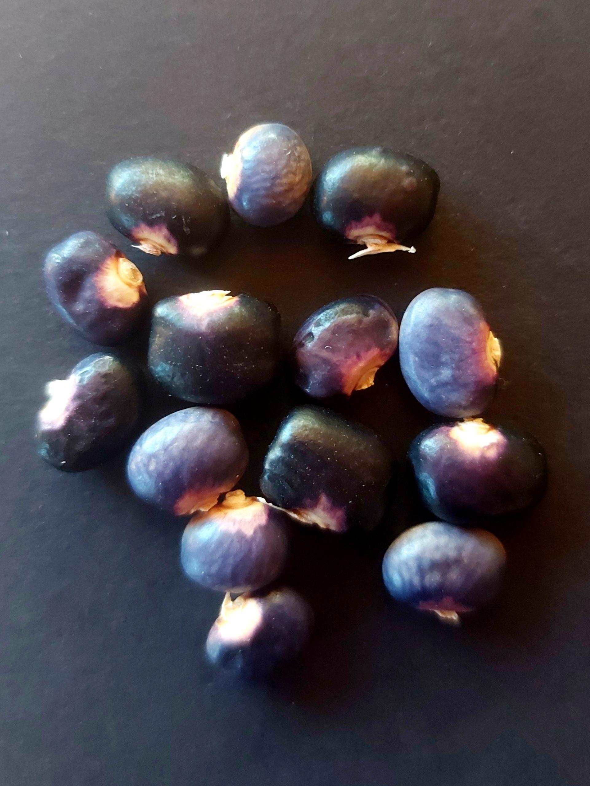 Semilla de Poroto Succotash