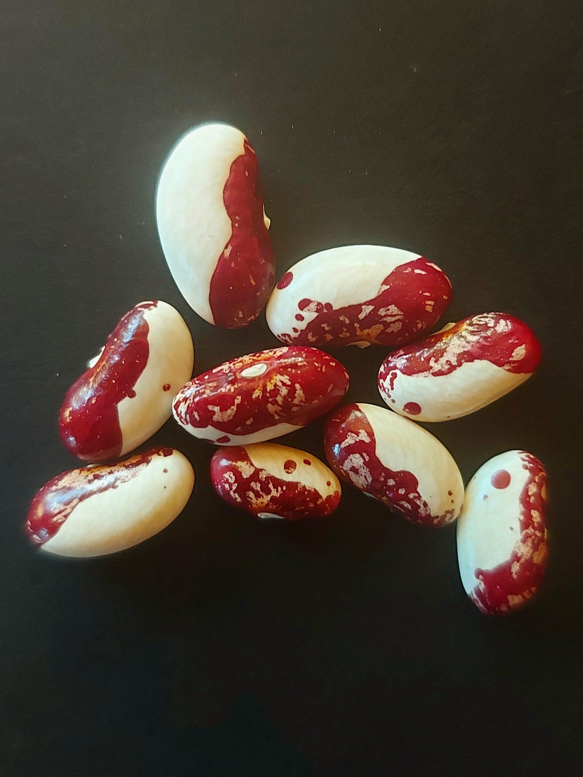 Semilla de Poroto Jardinero