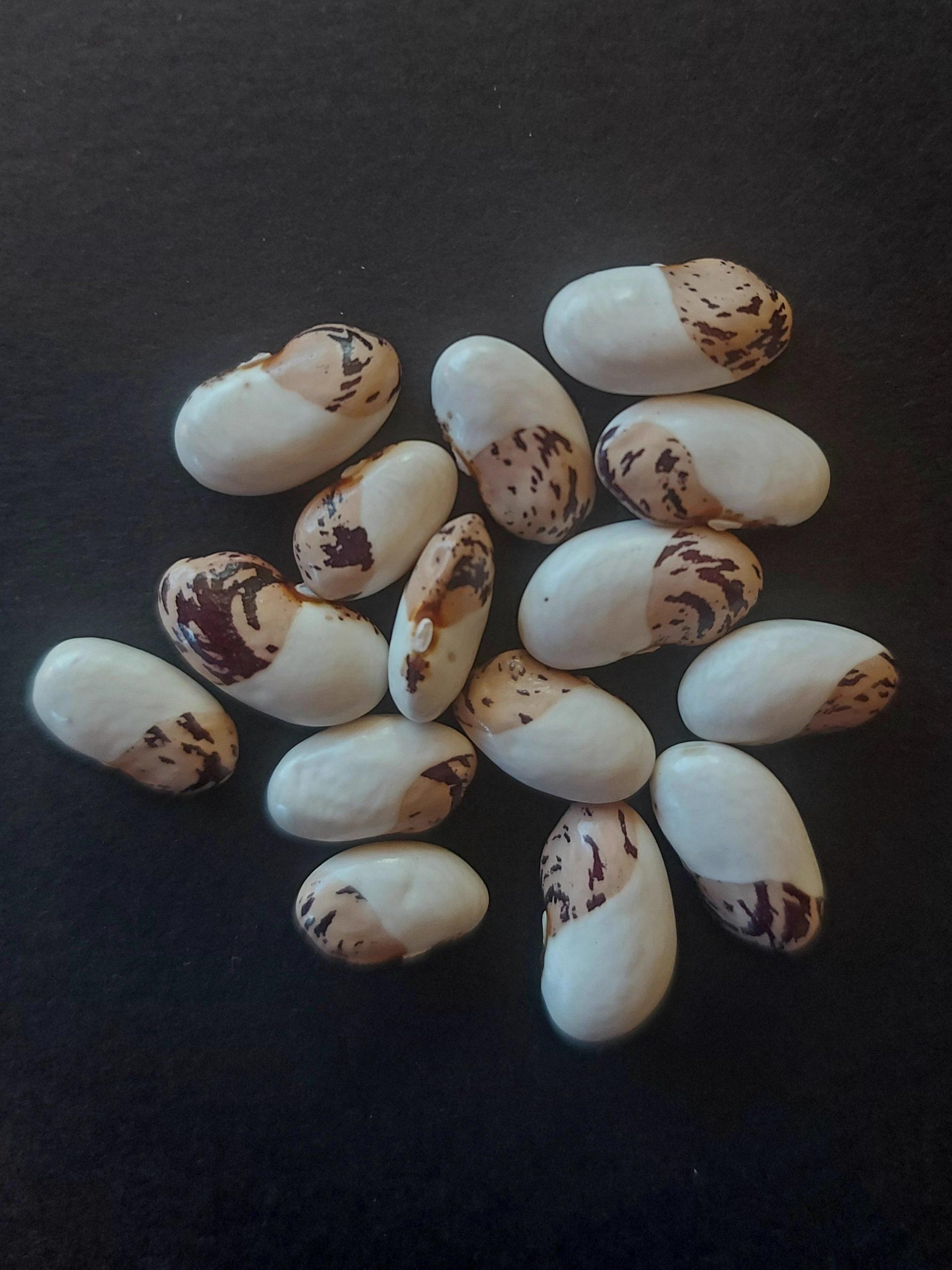 Semilla de Poroto Caturro (Zapatito)