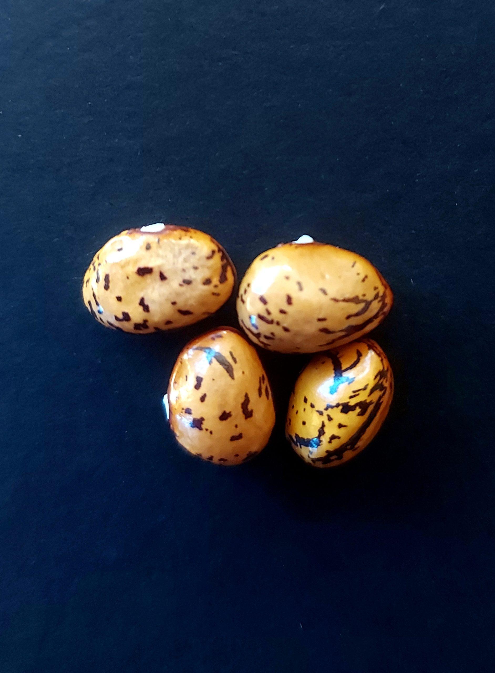 Semilla de Poroto Perdiz