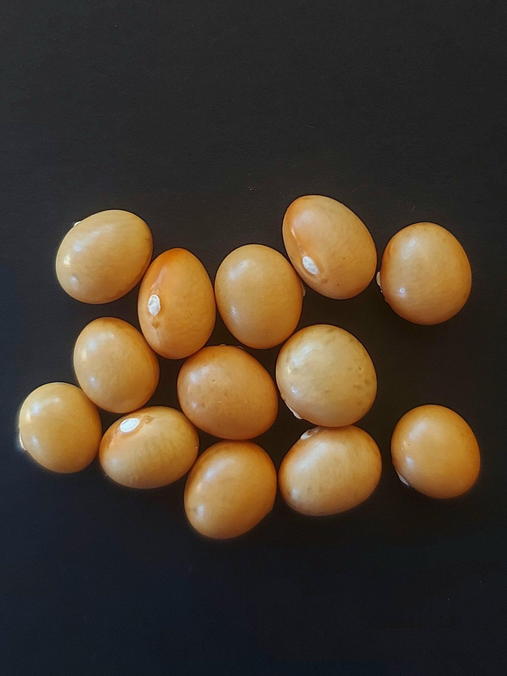 Semilla de Poroto Manteca