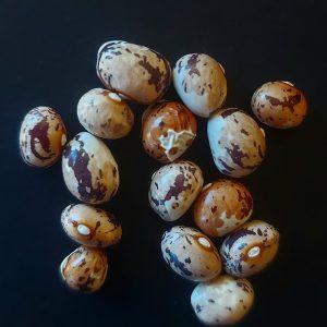 Semilla de Poroto Sapito Café