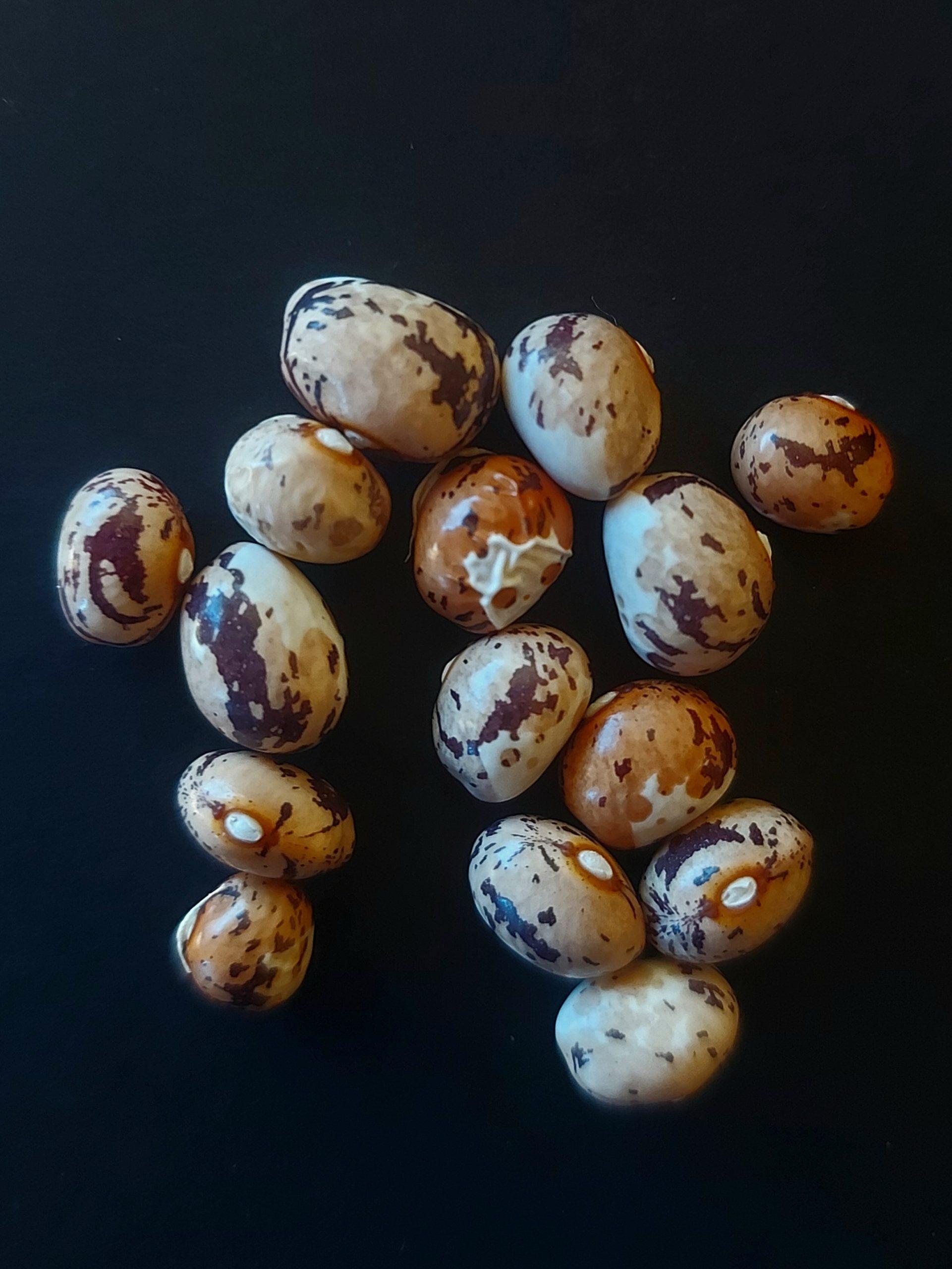 Semilla de Poroto Sapito Café