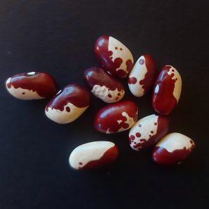 Semilla de Poroto Señorita