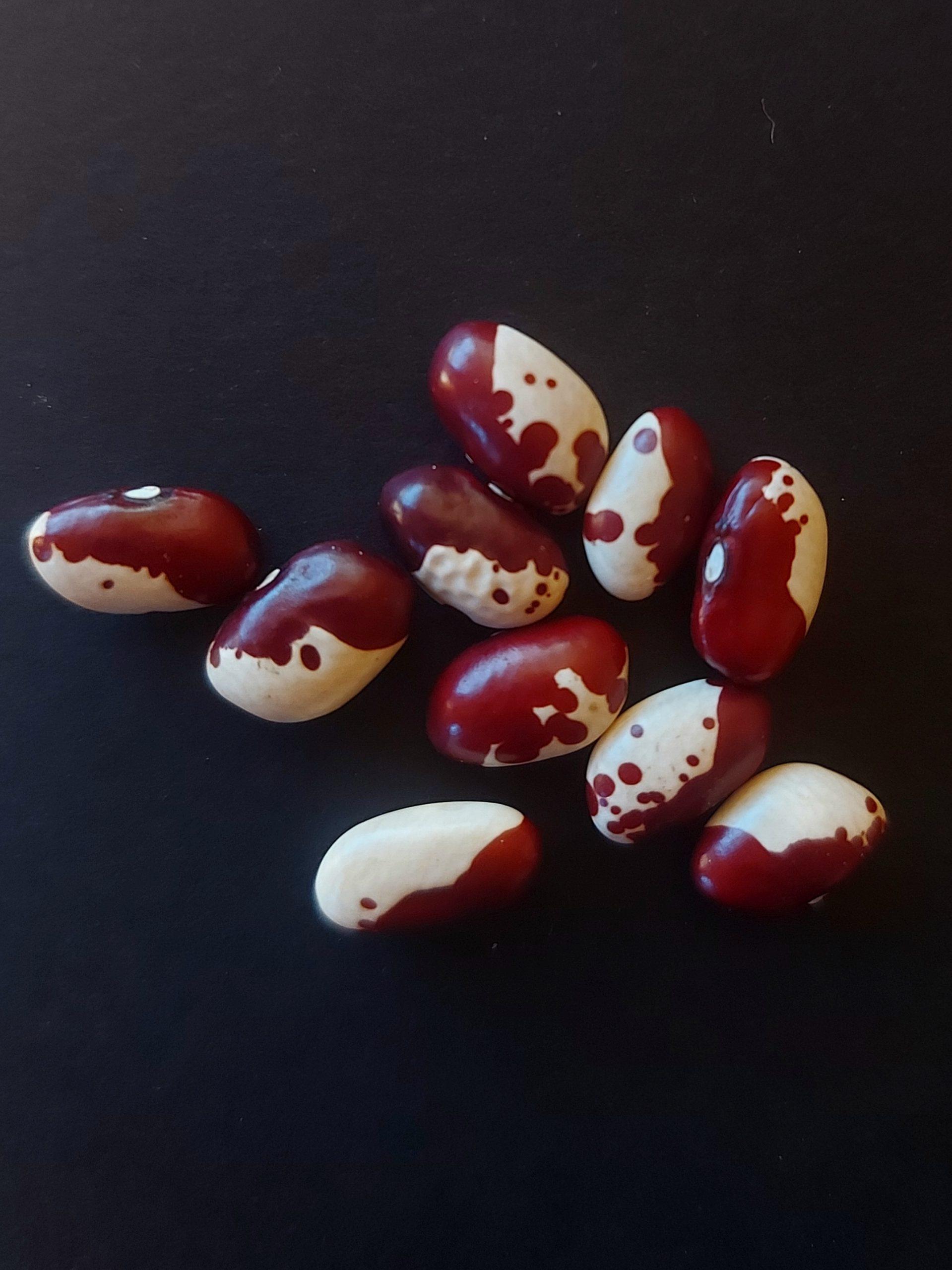 Semilla de Poroto Señorita