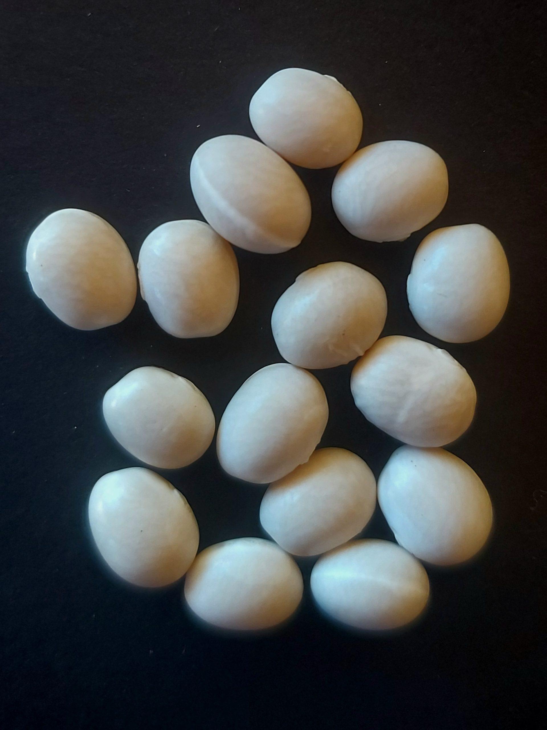 Semilla de Poroto Coyonco Blanco