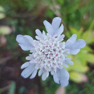 Semilla de Scabiosa Stellata
