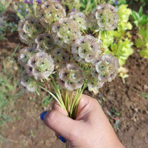 Semilla de Scabiosa Stellata