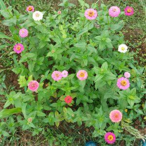 Semilla de Zinnia Liliput