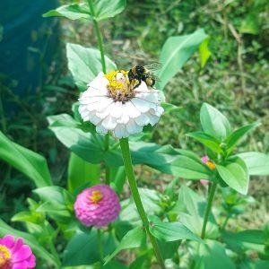 Semilla de Zinnia Liliput