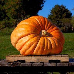 Semilla de Calabaza Gigante del Atlántico