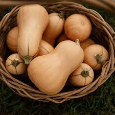 Semilla de Calabaza Butterbush
