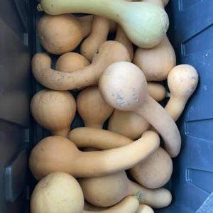 Semilla de Calabaza Butterneck
