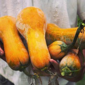 Semilla de Calabaza Butternut Orange