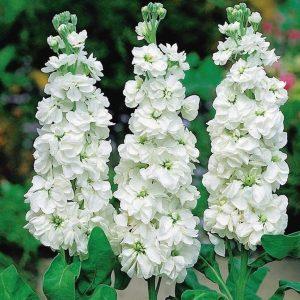 Semilla de Alelí Blanco
